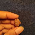 17 mukhi java rudraksha